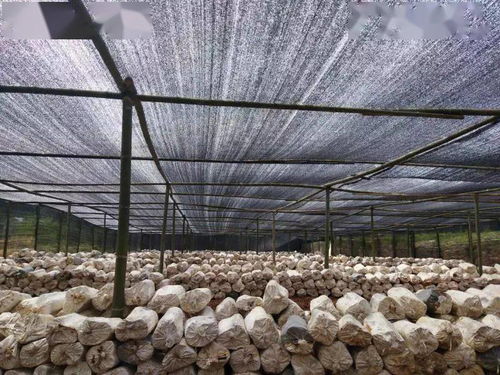 出口食品原料種植養(yǎng)殖場備案指引與針紡織品及原料銷售策略